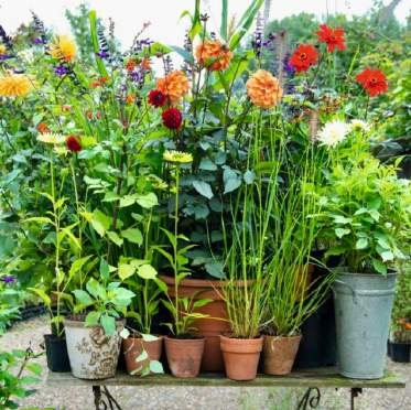 Vasi di fiori e piante donati dalla Coop di Bra